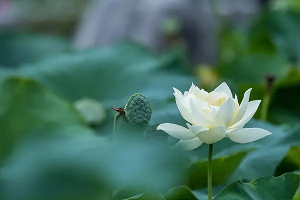 認識八戒／八關齋戒